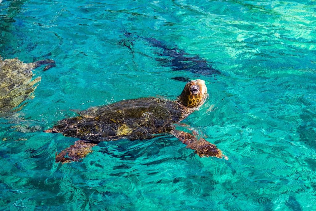 schildpadden curacao snorkelen