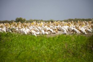 Djoudj national park