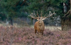 Hoge Veluwe