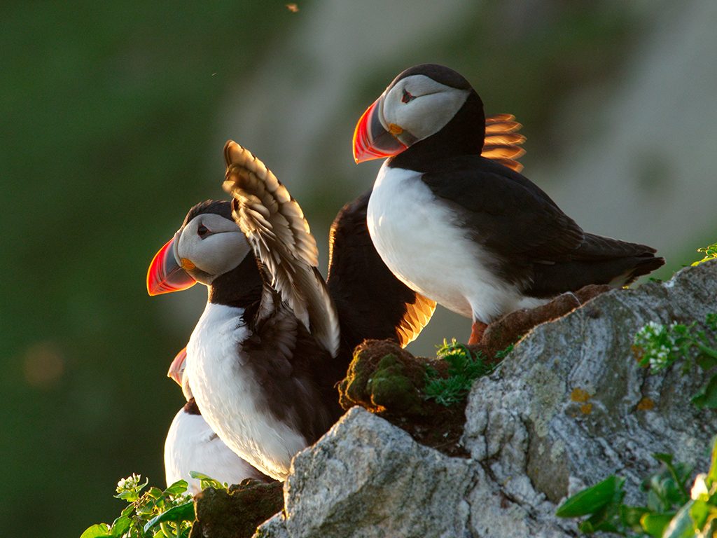 Papegaaiduikers in IJsland op Grimsey