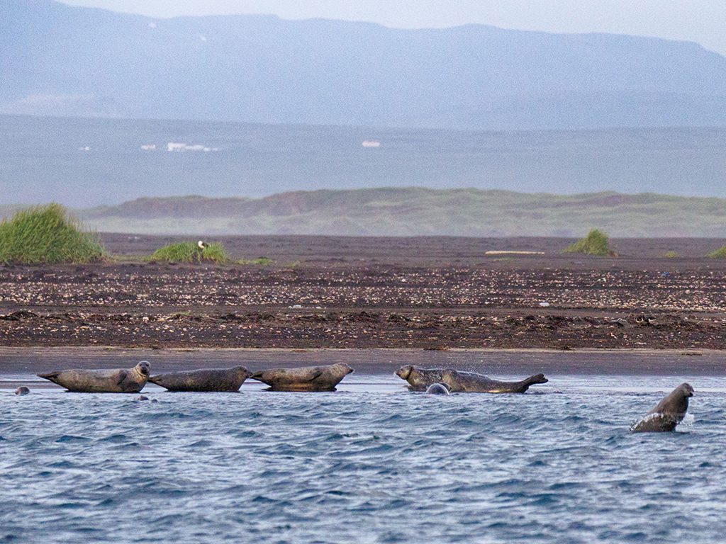 Zeehonden spotten in IJsland in Hvammstangi