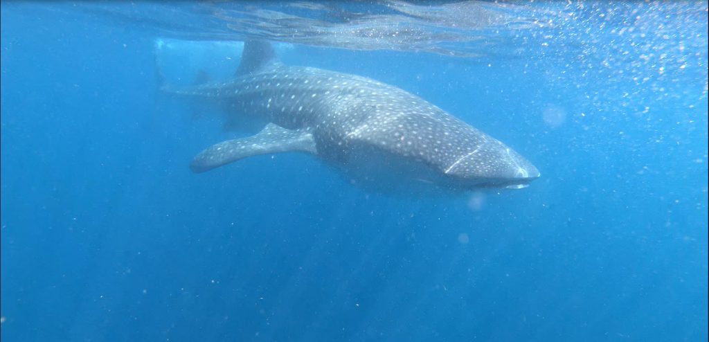 Bucketlist: Zwemmen met walvishaaien in Mexico